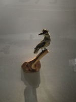 湿地精灵‖鸟类标本