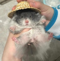 笼中仓鼠变暴躁?仓鼠临产5大信号,错过一窝全完蛋!