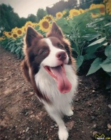 边牧犬难养?学好下面几点,教你如何养一只成精的边境牧羊犬!