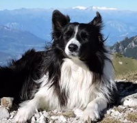 边牧犬(可爱而且活泼的宠物)