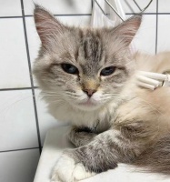 半个月大的小猫饮食指南(为您的小猫宝宝提供健康营养的饮食建议)