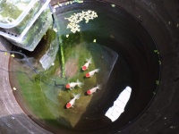 冬季里室外饲养的金鱼,能不能被冻死,哪些观赏鱼不怕冻呢?