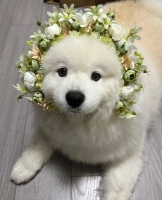 2025 狗粮推荐:美毛效果看得见