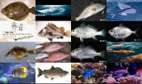 海水鱼类品种