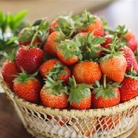 海鱼种类有哪些