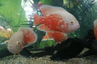 世界十大最好养的大型观赏鱼排行榜 最好养的大型观赏鱼种类盘点→榜中榜知识