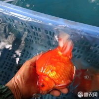 [金鱼批发] 大量批发观赏鱼 金鱼价格5元/条