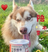 金毛宠物的营养补给之美毛粉使用指南(以金毛吃美毛粉管用吗?正确使用方法与注意事项)