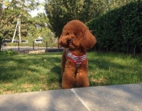 湘潭流浪狗领养中心 湘潭猫狗交易 湘潭本地犬舍