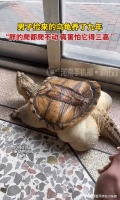 男子捡来的乌龟养了9年胖到爬不动!网友:没见过这么胖的乌龟!