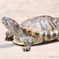 8种适应性超强的乌龟:环境变化也不怕