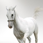 求沈阳仓鼠天竺鼠龙猫兔子之类的QQ群 爱问知识人