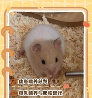 仓鼠养出的娃娃如何处理?需要特别照顾吗?