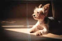 夏日狗不愿外出,宠物避暑妙招多