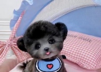 如何选择一只纯种泰迪?(纯种与串串泰迪的区别及选购指南)