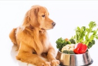 有些蔬菜对狗狗有好处,你喂它吃过什么?