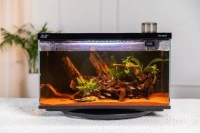 当贝鱼缸造景风格可以怎么选?造景有哪些流程