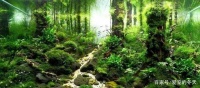 鱼缸造景类型众多,不同的风格不同的美,你喜欢哪一款