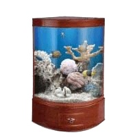 鱼缸风格一览,自己也来做一个,图片后面有DIY鱼缸内容