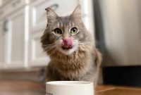 科学养猫必修课:保障猫咪健康的黄金喂养清单