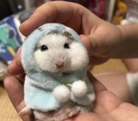 仓鼠能喝纯牛奶吗 新手养仓鼠都要注意哪些问题呢