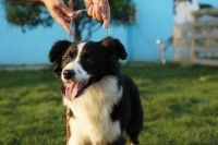 「图」大港训犬 训狗 宠物犬伴侣犬行为习惯纠正 宠物训练