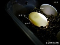 小草龟的孵化与饲养方法