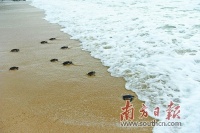 海龟全人工繁殖 实现“零的突破”