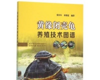 黄缘龟的生殖特征及繁殖方法(黄缘龟生蛋的周期与孵化技巧)