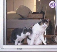 猫咪行为学解析能告诉我们宠物猫的哪些行为特点?