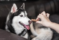 触目惊心!5种常见狗狗毒零食正在害死无数狗狗,你家可能也有买