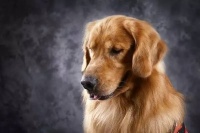 小狗写真怎么拍