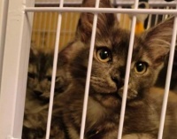 泗洪缅因猫、边牧、巴哥犬等宠物买卖信息!