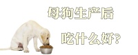母狗生产后吃什么好铲屎官要知道