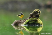 抓拍鸟儿的精彩瞬间