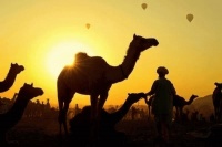 比熊犬55天怎么养,比熊犬55天怎么养好