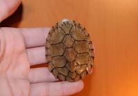 剃刀龟介绍和我的饲养经历