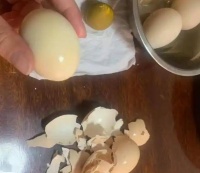 狗可以吃蛋白吗,科学喂养指南+宠物零食推荐