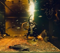 「图」北京朝阳鱼缸维护 鱼缸订制设计 造景规划 高素质,耐心周到