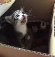 #猫 那咋了#猫咪“8种”小病症,咱们不花钱去医院,教你在家就能搞定