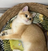 猫咪5大疾病,判断+治疗疾病