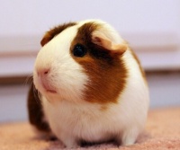 荷兰猪喂食种类和注意事项