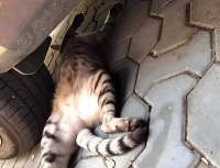 家养的宠物猫衣食无忧,那流浪猫会不会羡慕宠物猫呢?为什么?