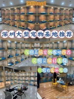 深圳英短蓝猫哪家宠物店口碑好?深圳这家宠物店良心推荐,信誉高