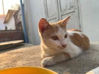 猫藓会传染给人?关于人宠共患病的 5 个真相,养宠人必看!