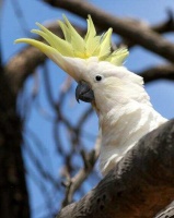 九种最长寿的鸟类,榜首比普通人都活的长