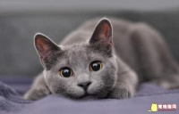 给猫咪补充维生素A：哪些食物中含有丰富的维生素A呢？