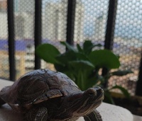 乌龟的食物及饮食习性(以乌龟的食物种类、饮食习惯及喂食技巧为主要内容)