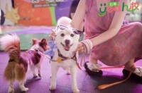 “宠”爱相伴，商业体发力新“支点”！