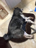 适合做宠物的大型犬,揭秘适合家庭饲养的大型犬品种特点与护理